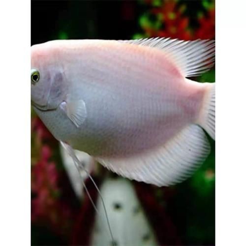 紅眼白子招財(cái)魚(yú)照片【《紅眼白子招財(cái)魚(yú)：獨(dú)特魅力的觀賞魚(yú)》】