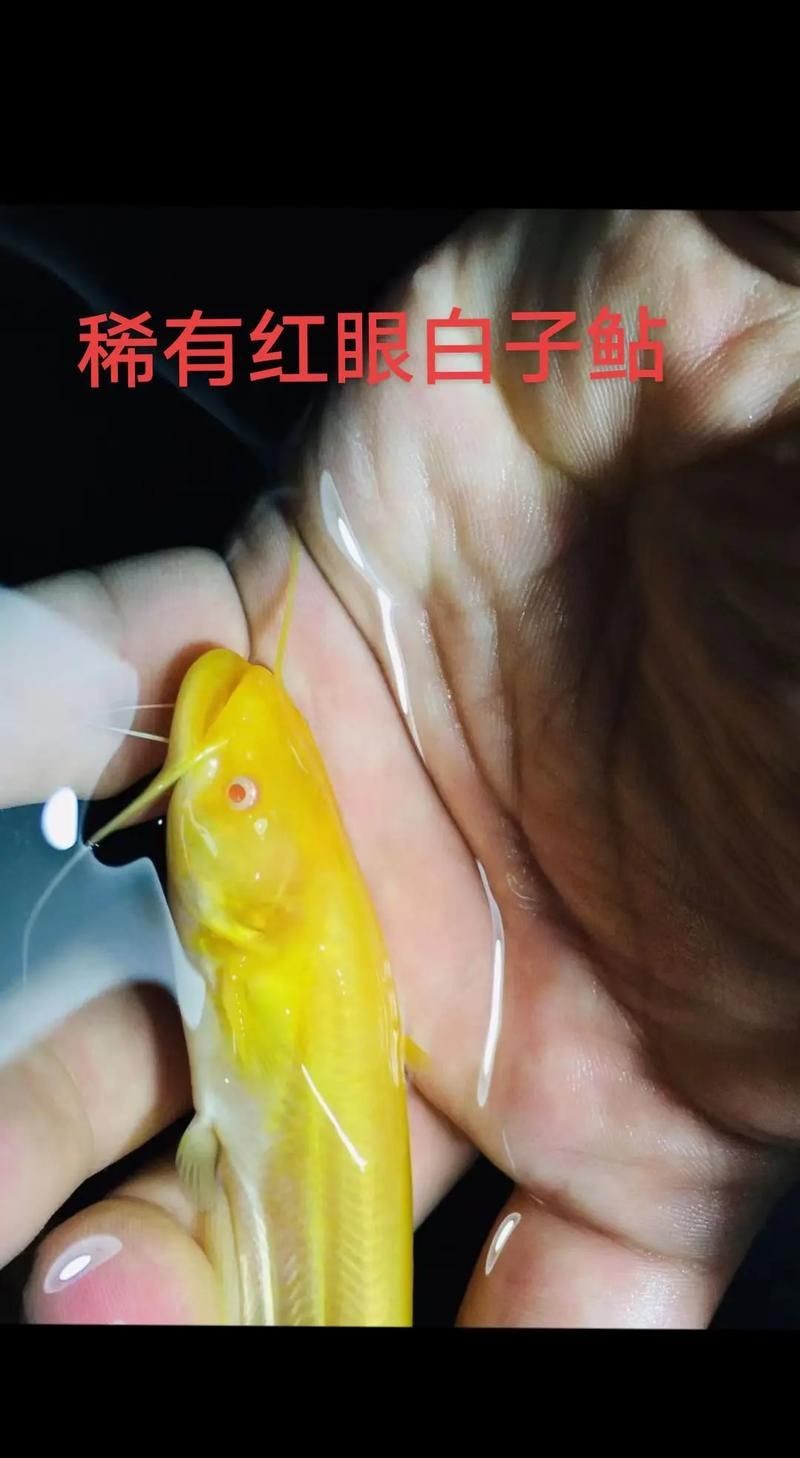 紅眼白子招財魚照片【《紅眼白子招財魚：獨特魅力的觀賞魚》】 紅眼白子招財魚照片【《紅眼白子招財魚：獨特魅力的觀賞魚》】 龍魚論壇 第4張