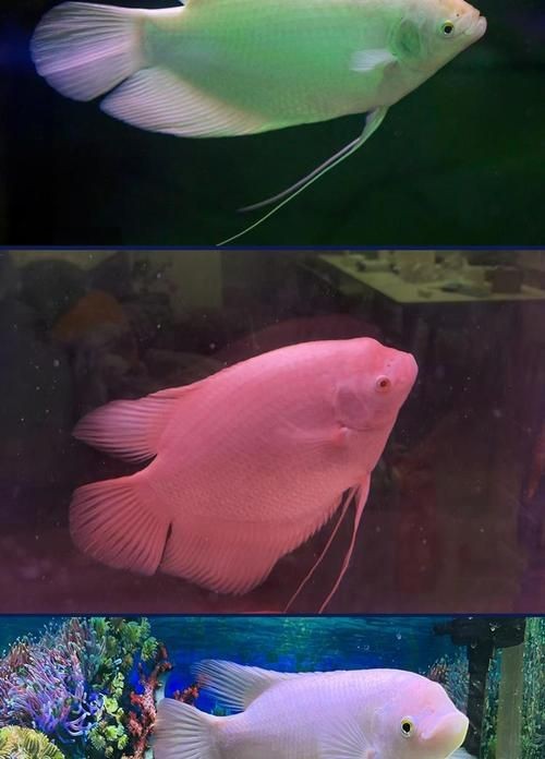 紅眼白子招財魚照片【《紅眼白子招財魚：獨特魅力的觀賞魚》】 紅眼白子招財魚照片【《紅眼白子招財魚：獨特魅力的觀賞魚》】 龍魚論壇 第9張