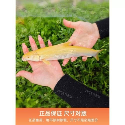紅眼白子招財魚照片【《紅眼白子招財魚：獨特魅力的觀賞魚》】 紅眼白子招財魚照片【《紅眼白子招財魚：獨特魅力的觀賞魚》】 龍魚論壇 第14張