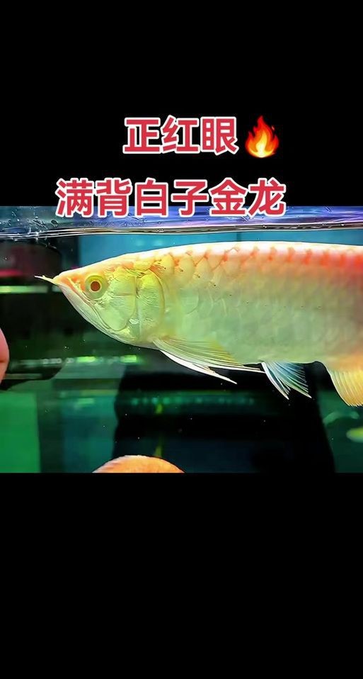 紅眼白子招財魚照片【《紅眼白子招財魚：獨特魅力的觀賞魚》】 紅眼白子招財魚照片【《紅眼白子招財魚：獨特魅力的觀賞魚》】 龍魚論壇 第8張