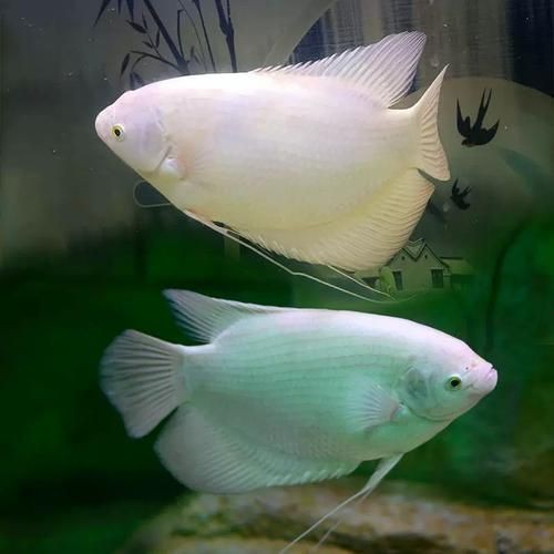 紅眼白子招財魚照片【《紅眼白子招財魚：獨特魅力的觀賞魚》】 紅眼白子招財魚照片【《紅眼白子招財魚：獨特魅力的觀賞魚》】 龍魚論壇 第11張