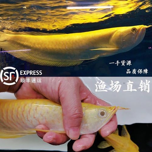 紅眼白子招財魚照片【《紅眼白子招財魚：獨特魅力的觀賞魚》】 紅眼白子招財魚照片【《紅眼白子招財魚：獨特魅力的觀賞魚》】 龍魚論壇 第15張