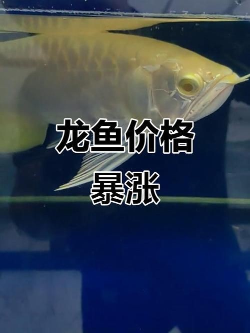 紅眼白子招財魚照片【《紅眼白子招財魚：獨特魅力的觀賞魚》】 紅眼白子招財魚照片【《紅眼白子招財魚：獨特魅力的觀賞魚》】 龍魚論壇 第17張