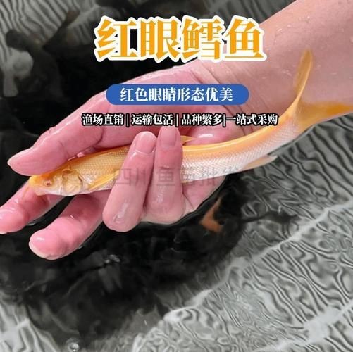 紅眼白子招財魚照片【《紅眼白子招財魚：獨特魅力的觀賞魚》】 紅眼白子招財魚照片【《紅眼白子招財魚：獨特魅力的觀賞魚》】 龍魚論壇 第21張