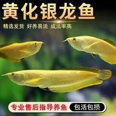 紅眼白子招財魚照片【《紅眼白子招財魚：獨特魅力的觀賞魚》】 紅眼白子招財魚照片【《紅眼白子招財魚：獨特魅力的觀賞魚》】 龍魚論壇 第28張