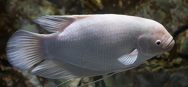 紅眼白子招財魚照片【《紅眼白子招財魚：獨特魅力的觀賞魚》】 紅眼白子招財魚照片【《紅眼白子招財魚：獨特魅力的觀賞魚》】 龍魚論壇 第29張