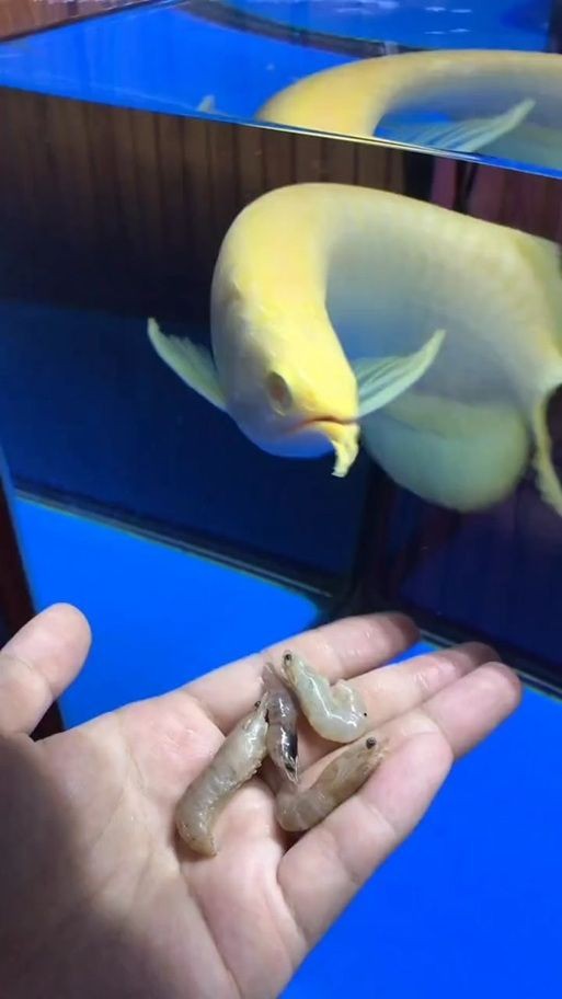 紅眼白子招財魚照片【《紅眼白子招財魚：獨特魅力的觀賞魚》】 紅眼白子招財魚照片【《紅眼白子招財魚：獨特魅力的觀賞魚》】 龍魚論壇 第25張