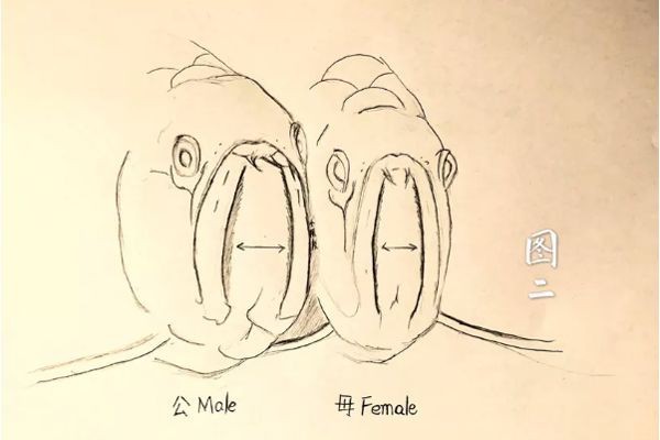 龍魚公母對照圖【龍魚公母圖解大全龍魚如何分公母圖解大全龍魚公母圖解】