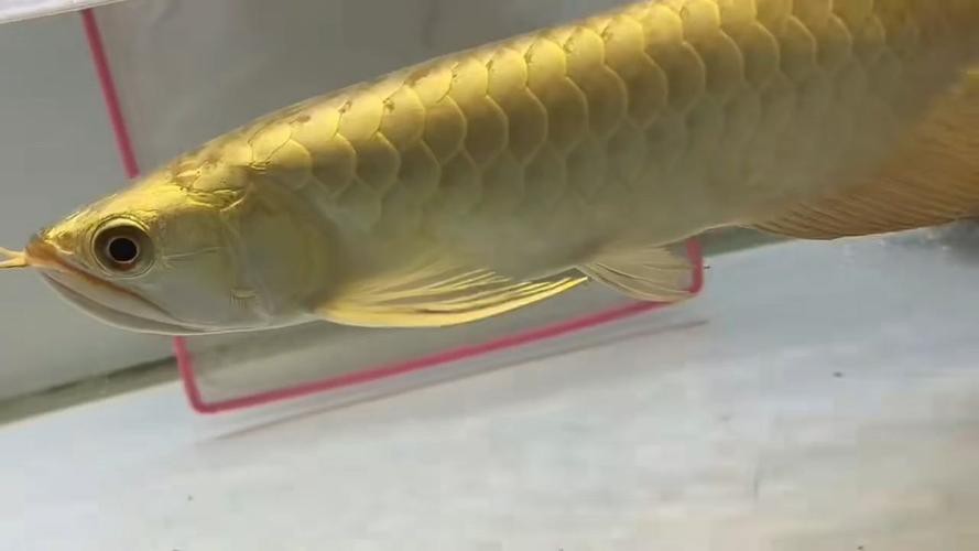 金龍魚過背的圖片【《金龍魚過背圖片賞析》】