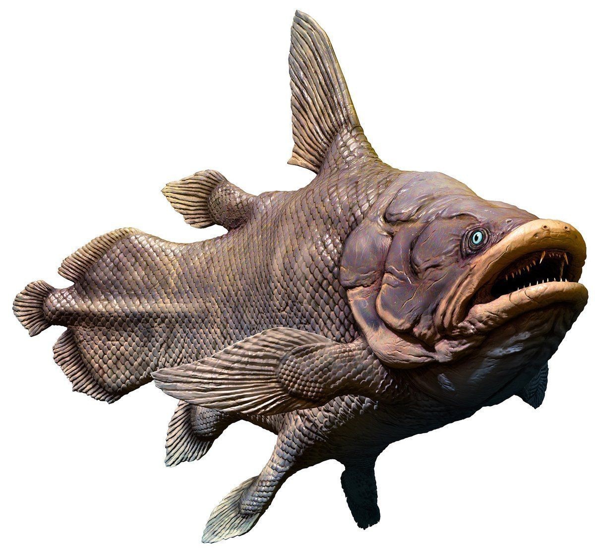 恐龍王魚混養最簡單方法【恐龍王魚混養的簡單方法】