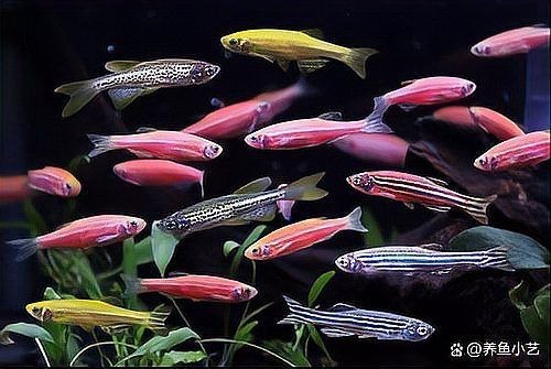 虎紋銀板魚咬別的魚么【虎紋銀板魚會咬其他魚嗎】
