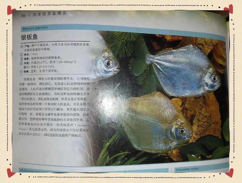 虎紋銀板魚咬別的魚么【虎紋銀板魚會咬其他魚嗎】