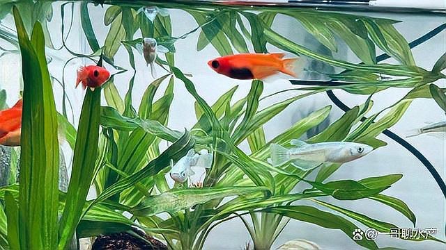 龍魚白膜去除后多久會恢復【龍魚白膜去除后恢復時間因素而異】