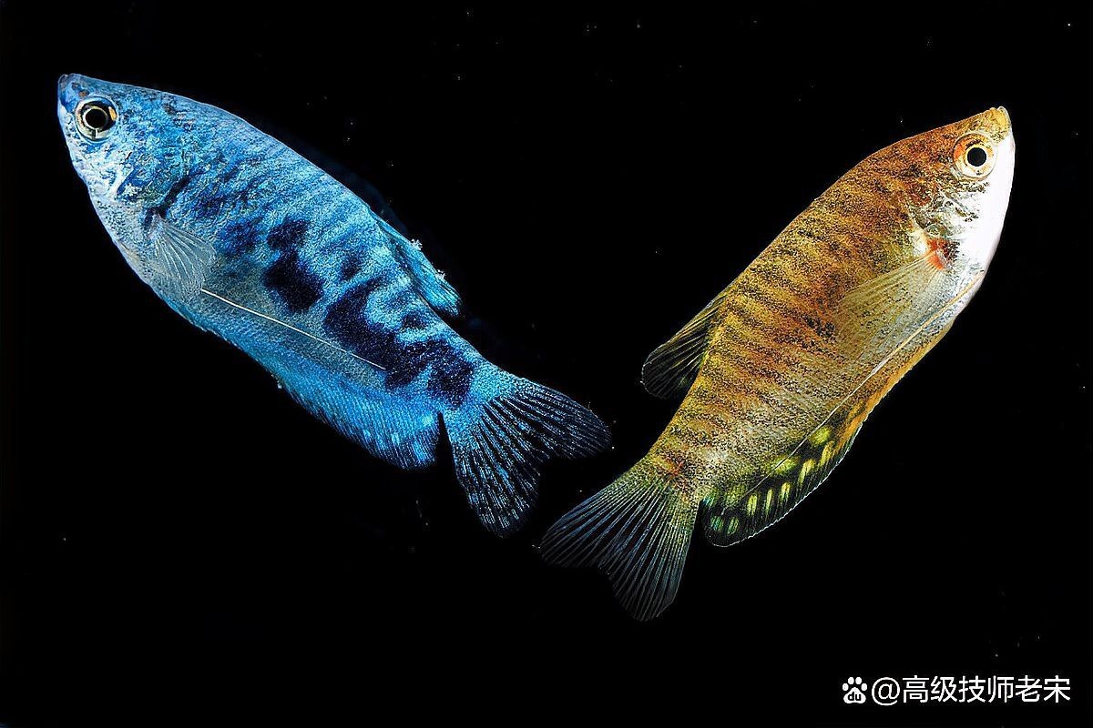 曼龍魚適合哪些造景？【曼龍魚適合多大的魚缸】