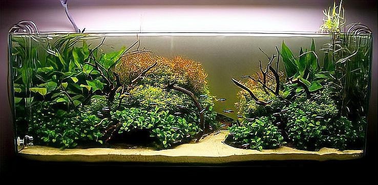 曼龍魚適合哪些造景？【曼龍魚適合多大的魚缸】