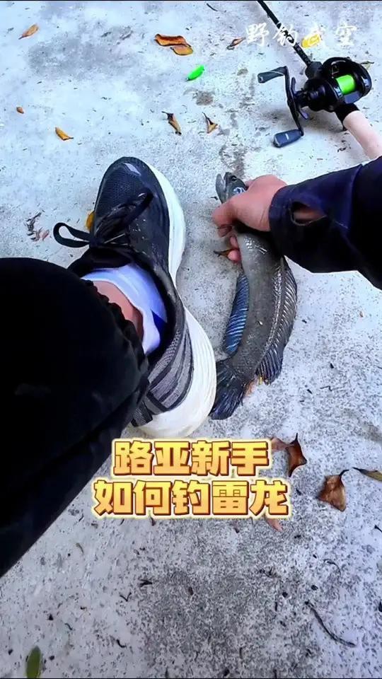 如何訓練雷龍魚吞餌？【如何訓練雷龍魚吞餌】