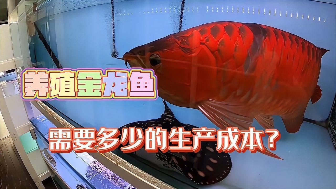 金龍魚飼養成本分析【《金龍魚飼養成本分析》】