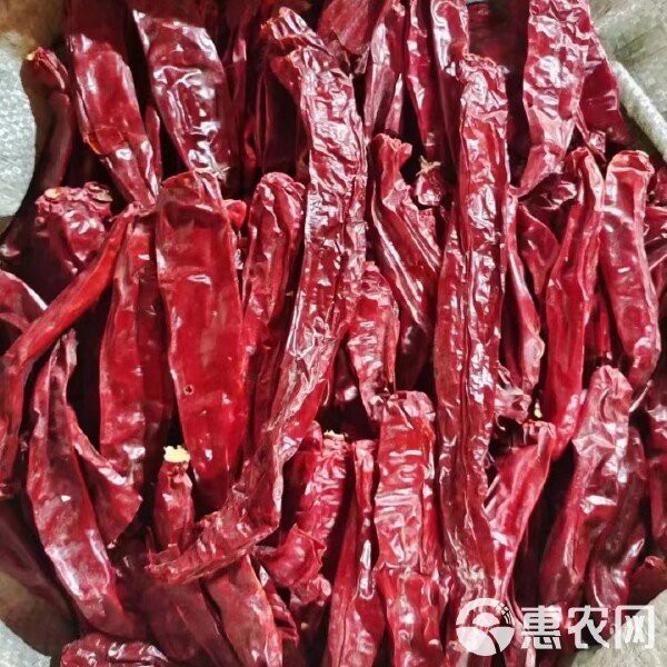 辣椒紅龍的市場價值如何【辣椒紅龍的市場價值】 辣椒紅龍的市場價值如何【辣椒紅龍的市場價值】 龍魚百科 第1張