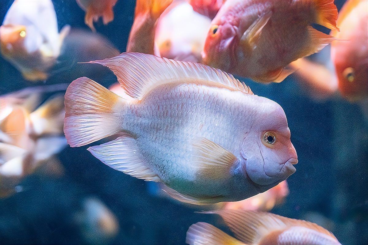 羅漢魚(yú)價(jià)格多少錢(qián)一條【史上最全羅漢魚(yú)價(jià)格齊家星冉羅漢魚(yú)價(jià)格多少錢(qián)一條】