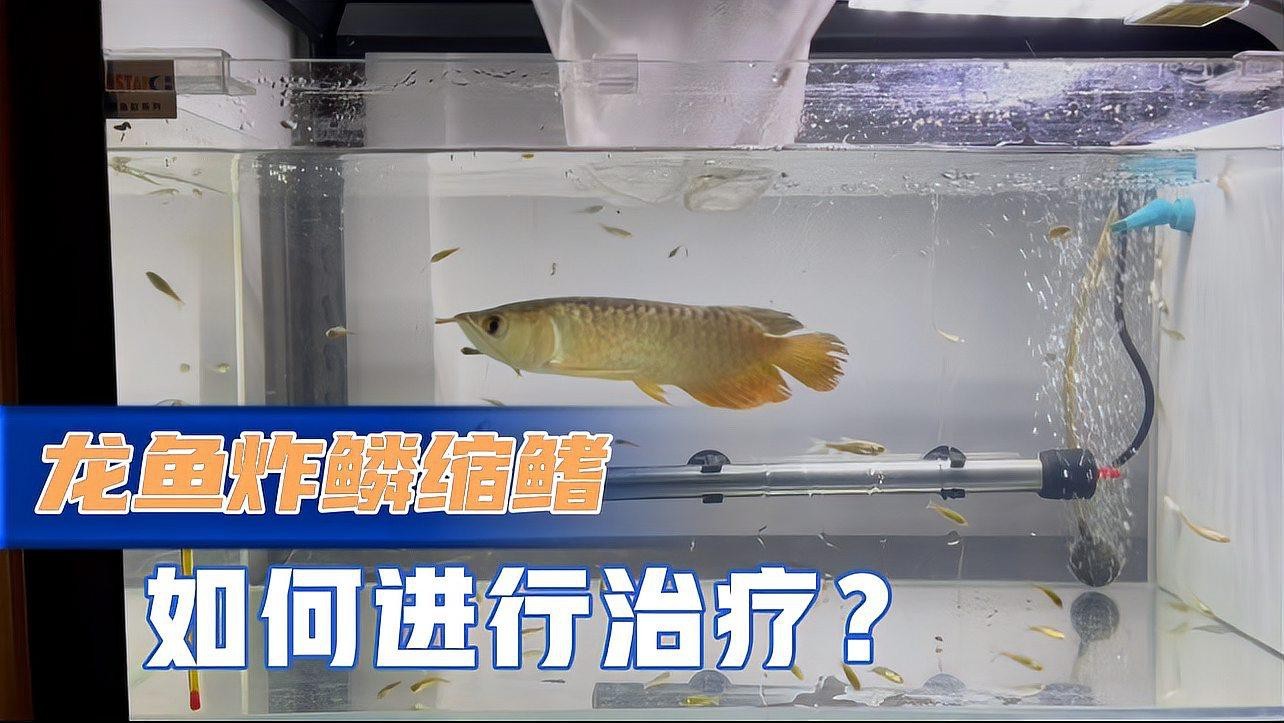龍魚炸鱗如何治療？【龍魚炸鱗會自愈嗎？】