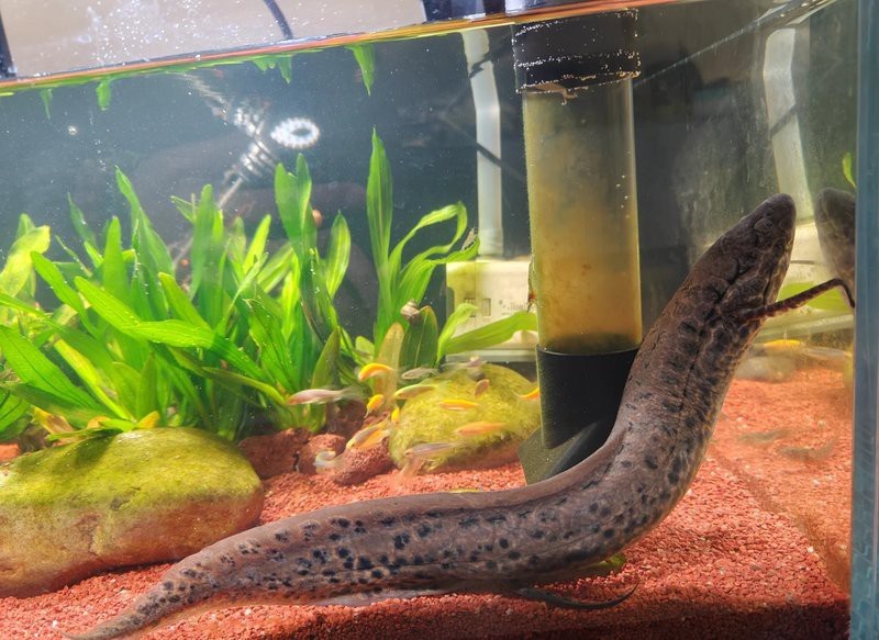 肺魚吃什么【你所不知道的肺魚】