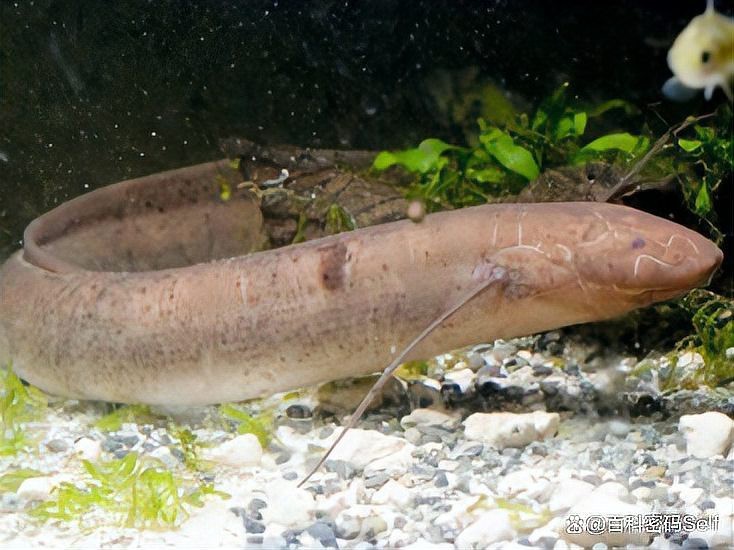 肺魚吃什么【你所不知道的肺魚】