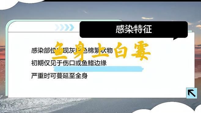 如何判斷魚是否感染水霉病?【如何判斷魚是否感染水霉病】 龍魚百科 第2張 如何判斷魚是否感染水霉病?【如何判斷魚是否感染水霉病】 如何判斷魚是否感染水霉病?【如何判斷魚是否感染水霉病】 龍魚百科 第2張