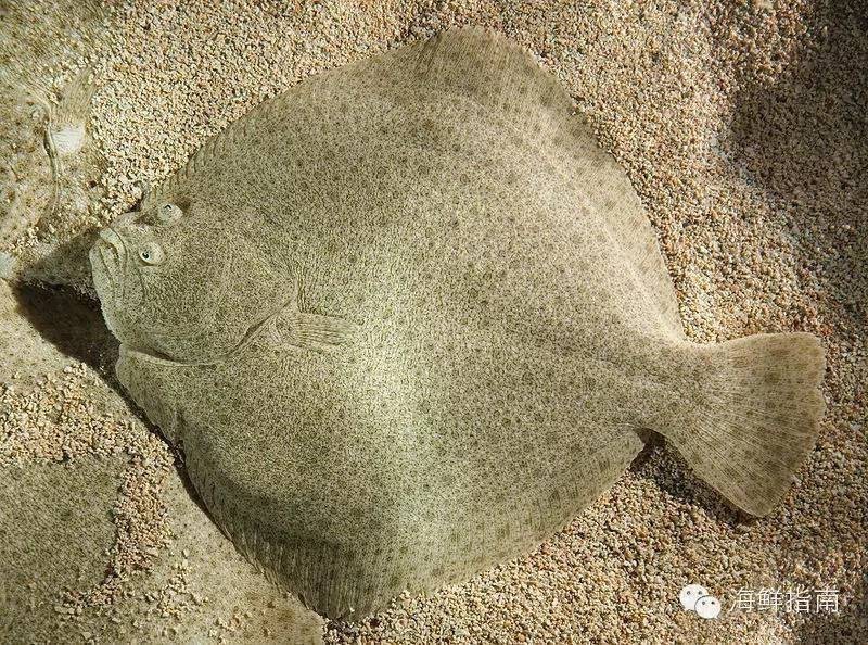 多寶魚又叫什么魚【多寶魚為什么叫多寶魚】 多寶魚又叫什么魚【多寶魚為什么叫多寶魚】 龍魚論壇 第6張