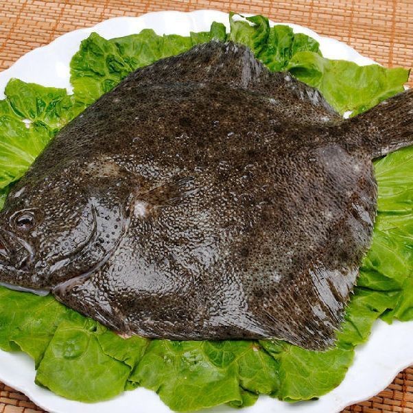 多寶魚又叫什么魚【多寶魚為什么叫多寶魚】 多寶魚又叫什么魚【多寶魚為什么叫多寶魚】 龍魚論壇 第3張
