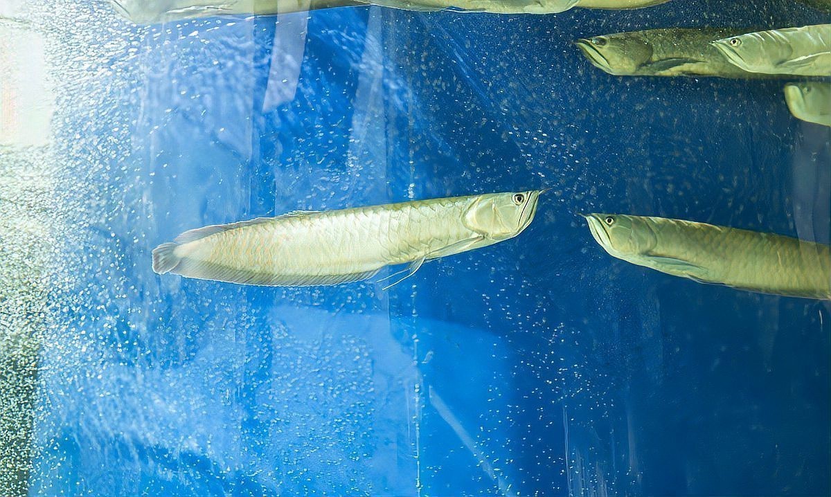 銀龍魚如何通過互動增強記憶？【幼兒園“魚”主題活動大揭秘:銀龍魚互動性提升技巧】