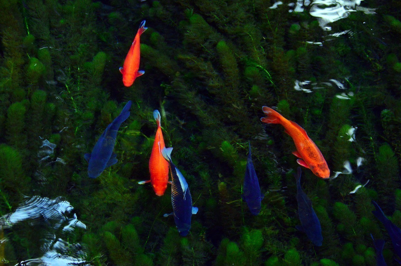 紅尾金龍魚和過背金龍魚哪個好養【紅尾金龍魚和過背金龍魚的區別】