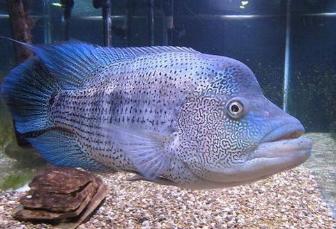 十大兇猛觀賞魚排名【十大兇猛觀賞魚排名的十大兇猛觀賞魚排名咬合力排名】