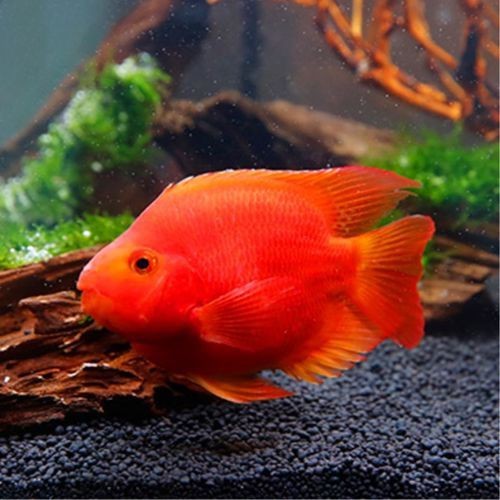 紅財神魚圖片【紅財神魚為什么叫財神魚，發財魚為什么叫財神魚發財魚】 紅財神魚圖片【紅財神魚為什么叫財神魚，發財魚為什么叫財神魚發財魚】 龍魚論壇 第4張