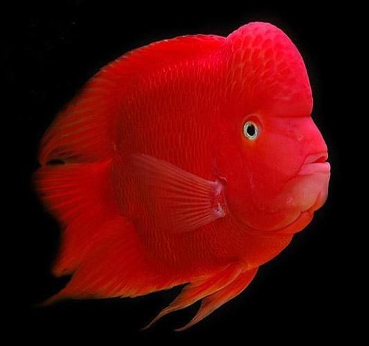 紅財神魚圖片【紅財神魚為什么叫財神魚，發財魚為什么叫財神魚發財魚】 紅財神魚圖片【紅財神魚為什么叫財神魚，發財魚為什么叫財神魚發財魚】 龍魚論壇 第8張