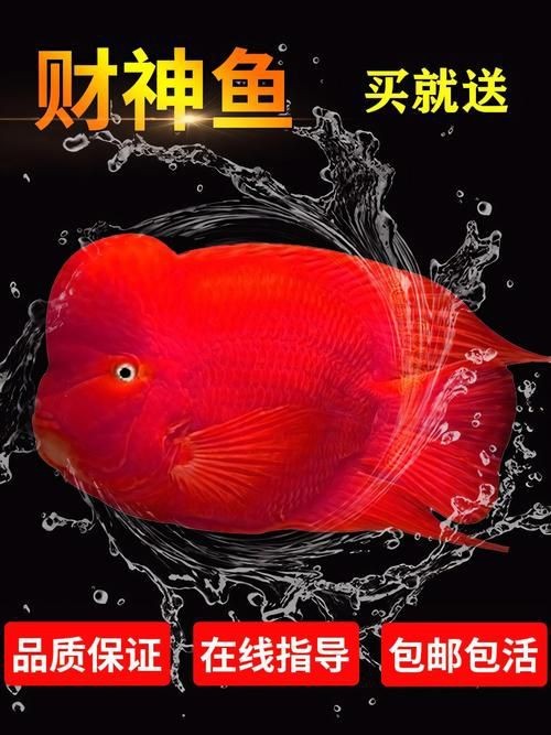紅財神魚圖片【紅財神魚為什么叫財神魚，發財魚為什么叫財神魚發財魚】 紅財神魚圖片【紅財神魚為什么叫財神魚，發財魚為什么叫財神魚發財魚】 龍魚論壇 第6張