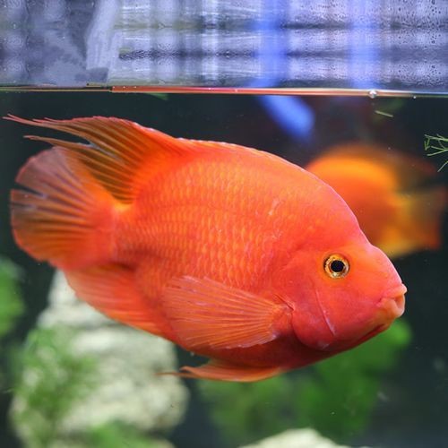 紅財神魚圖片【紅財神魚為什么叫財神魚，發財魚為什么叫財神魚發財魚】 紅財神魚圖片【紅財神魚為什么叫財神魚，發財魚為什么叫財神魚發財魚】 龍魚論壇 第9張