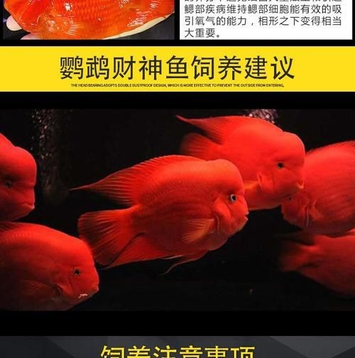 紅財神魚圖片【紅財神魚為什么叫財神魚，發財魚為什么叫財神魚發財魚】 紅財神魚圖片【紅財神魚為什么叫財神魚，發財魚為什么叫財神魚發財魚】 龍魚論壇 第13張