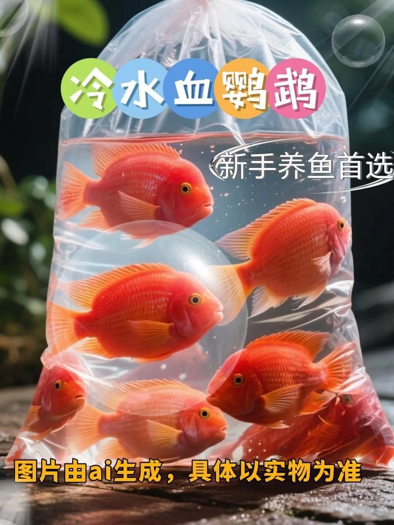 紅財神魚圖片【紅財神魚為什么叫財神魚，發財魚為什么叫財神魚發財魚】 紅財神魚圖片【紅財神魚為什么叫財神魚，發財魚為什么叫財神魚發財魚】 龍魚論壇 第21張