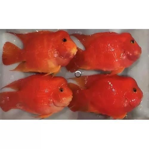 紅財神魚圖片【紅財神魚為什么叫財神魚，發財魚為什么叫財神魚發財魚】 紅財神魚圖片【紅財神魚為什么叫財神魚，發財魚為什么叫財神魚發財魚】 龍魚論壇 第15張