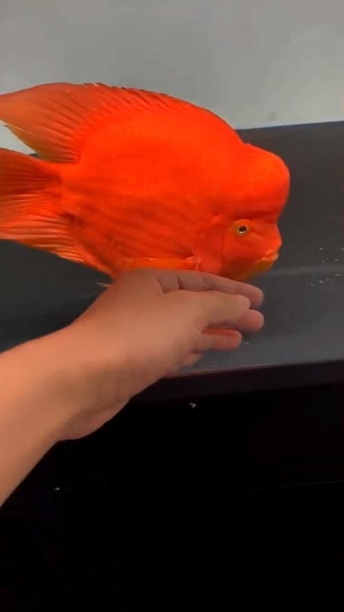 紅財神魚圖片【紅財神魚為什么叫財神魚，發財魚為什么叫財神魚發財魚】 紅財神魚圖片【紅財神魚為什么叫財神魚，發財魚為什么叫財神魚發財魚】 龍魚論壇 第24張