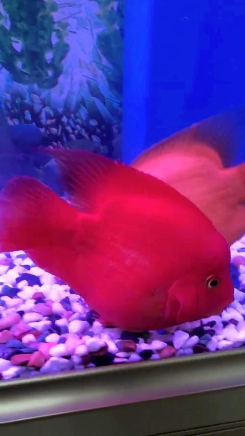 紅財神魚圖片【紅財神魚為什么叫財神魚，發財魚為什么叫財神魚發財魚】 紅財神魚圖片【紅財神魚為什么叫財神魚，發財魚為什么叫財神魚發財魚】 龍魚論壇 第27張