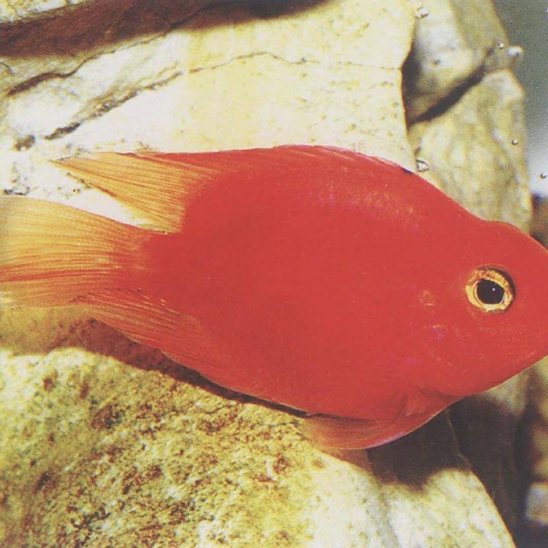 紅財神魚圖片【紅財神魚為什么叫財神魚，發財魚為什么叫財神魚發財魚】 紅財神魚圖片【紅財神魚為什么叫財神魚，發財魚為什么叫財神魚發財魚】 龍魚論壇 第31張