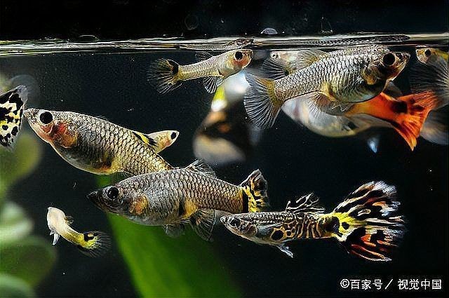龍魚經(jīng)常一抖甩頭【養(yǎng)魚老道，龍魚經(jīng)常一抖甩頭，寵物的好搭檔】