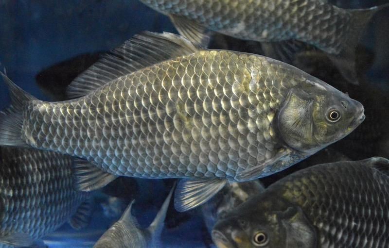 鯽魚死了泡了一晚上可以吃嗎【妙手醫生判斷鯽魚死了泡了一晚上是否可以吃，需根據具體情況判斷】