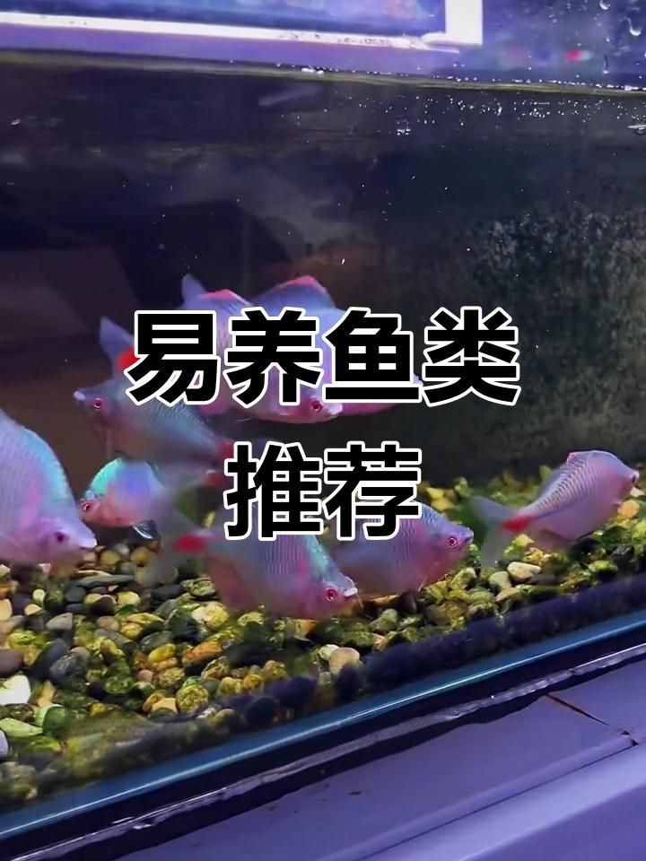 十大便宜好養(yǎng)的魚【十大便宜好養(yǎng)的觀賞魚，適合初學者的觀賞魚,皮實易養(yǎng)】 十大便宜好養(yǎng)的魚【十大便宜好養(yǎng)的觀賞魚，適合初學者的觀賞魚,皮實易養(yǎng)】 龍魚百科 第4張