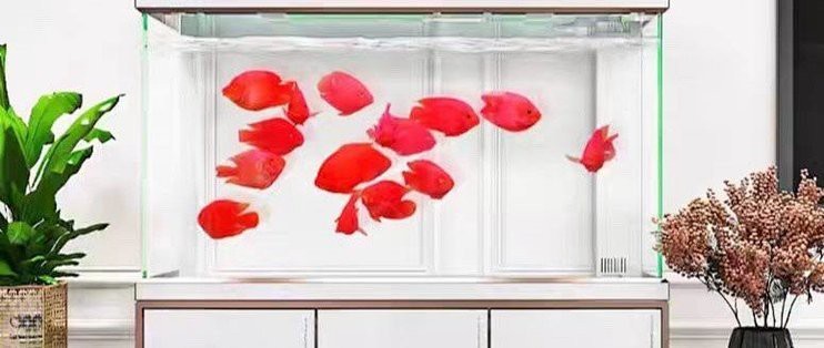 森森魚(yú)缸80cm大全【《森森魚(yú)缸80cm大全》森森魚(yú)缸80cm大全6500k正白森森魚(yú)缸】 森森魚(yú)缸80cm大全【《森森魚(yú)缸80cm大全》森森魚(yú)缸80cm大全6500k正白森森魚(yú)缸】 龍魚(yú)論壇 第7張