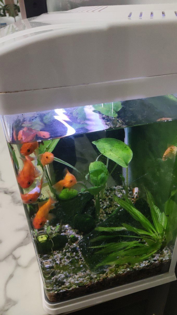 森森魚(yú)缸80cm大全【《森森魚(yú)缸80cm大全》森森魚(yú)缸80cm大全6500k正白森森魚(yú)缸】 森森魚(yú)缸80cm大全【《森森魚(yú)缸80cm大全》森森魚(yú)缸80cm大全6500k正白森森魚(yú)缸】 龍魚(yú)論壇 第5張