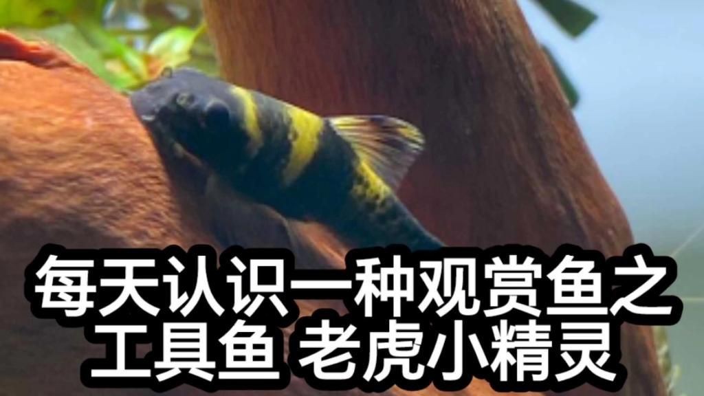 老虎小精靈魚的優缺點【《老虎小精靈魚的優缺點》】