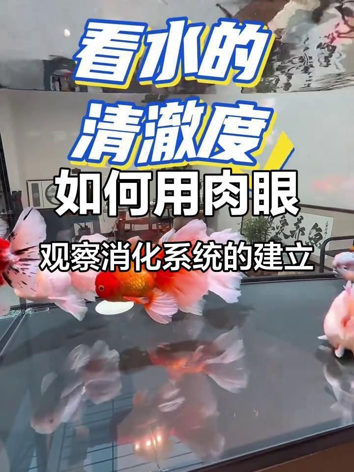 如何判斷裸缸硝化系統(tǒng)是否建立？【如何通過水質(zhì)檢測判斷魚缸硝化系統(tǒng)是否建立】